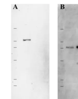 FIG. 1. After 24 h of incubation at 37°C the large-colony type of E. coliZ-2376 showed hemin-dependent growth on McConkey agar only surroundingan X-factor disc (X DD; 5 �g of hemin).