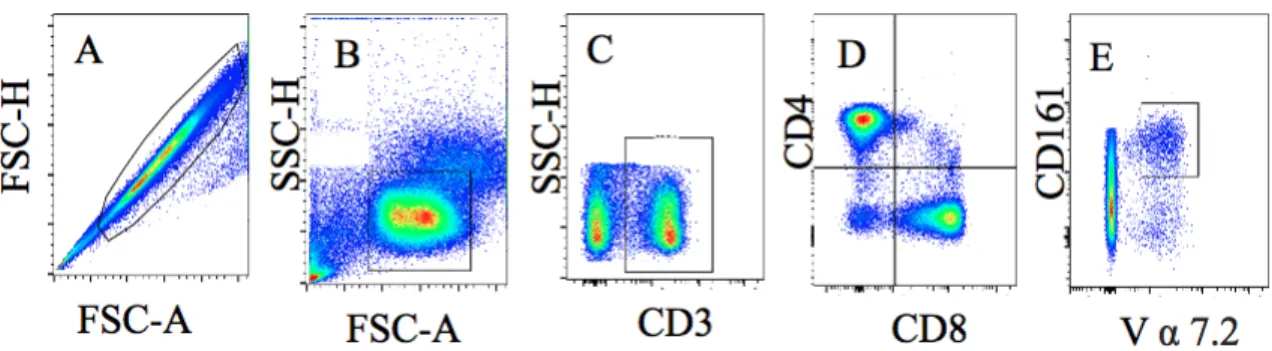 Figure 2. Representative Image of MAIT Cell Gaiting Strategy. A. Singlet cells. B. Lymphocytes