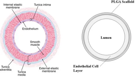 Figure 1.3: Blood Vessel and BVM Layers. Blood vessels are composed of tunicae intima, media,  and adventitia, while BVMs are composed of polymer scaffolds and cell linings