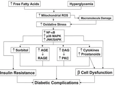 Figure 1.5: Pathways Involved in Hyperglycemia-Induced Endothelial Damage. Many pathways  interact to initiate diabetic macrovascular disease