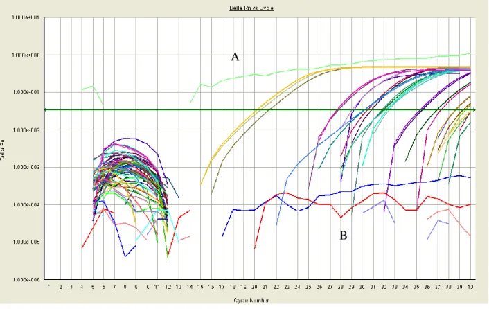 Figure 2.1: Amplification Plot of All Initial Primers. Each line represents one individual qPCR  sample
