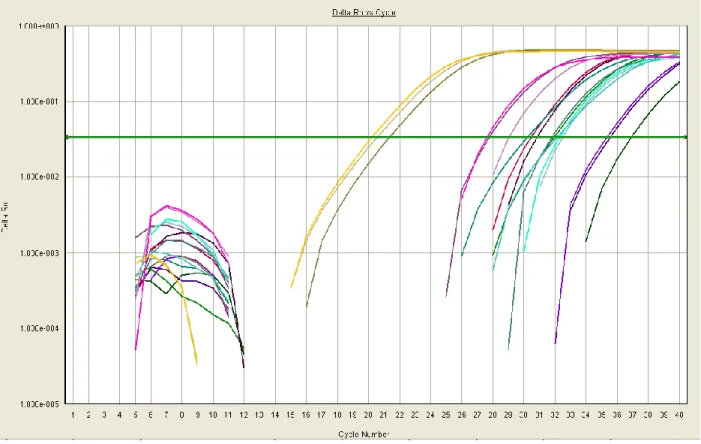 Figure 2.3: Amplification Plots of Successful Initial Primers. Isolated here are only those  primers which produced three CT values approximately equal to one another