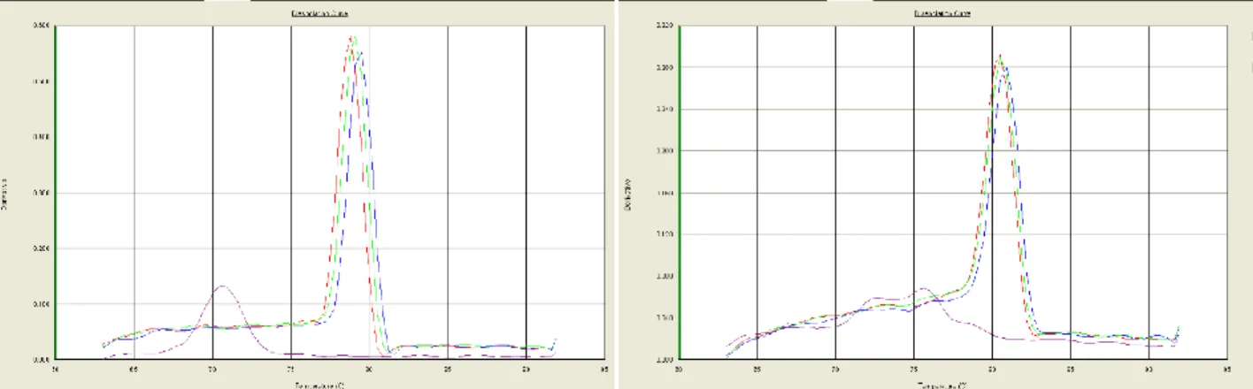 Figure 2.5: Dissociation curves of (A) ACTB and (B) IL-6. ACTB has a peak in the non-template  control sample, demonstrating primer-dimer formation