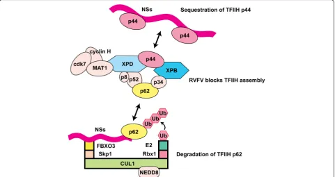 Fig. 2 Schematics of RVFV NSs-mediated TFIIH suppression. The top portion of the figure illustrates that RVFV NSs protein binds to p44, and sequestersit from the assembly site of TFIIH