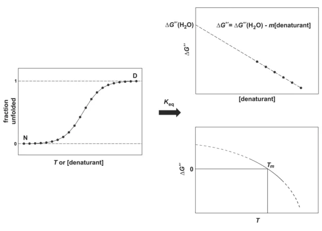 Figure 1.2 Determination of K eq  and ∆G °'  from co-solute (upper right panel) or  thermal (lower right panel) denaturation experiments