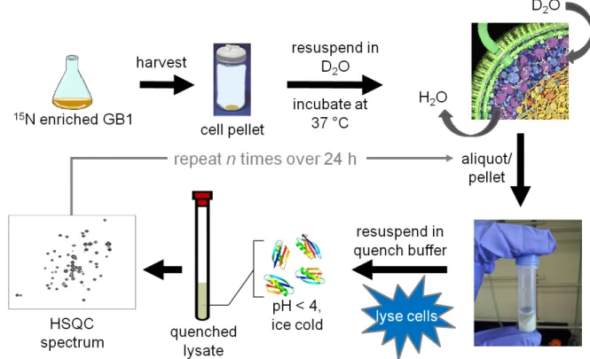Figure 3.1 In-cell H/D exchange protocol. The cross sectional illustration of an E. 