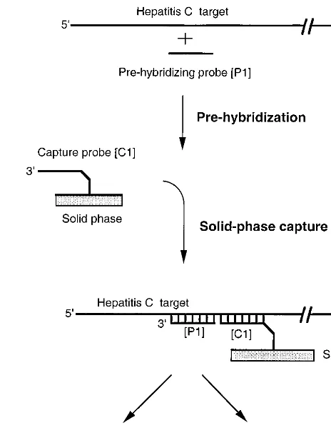 FIG. 1. Schematic representation of the oligonucleotide-assisted capturemethod. The oligonucleotide module (P1) is initially prehybridized to the HCV