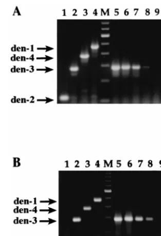 FIG. 1. Detection and typing of dengue virus by using two versions of theRT-PCR assay