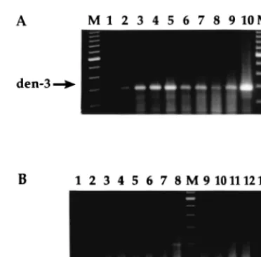 FIG. 4.A total of 350 PFU of dengue-3 (den-3) was added to pools of mosquitoes, which