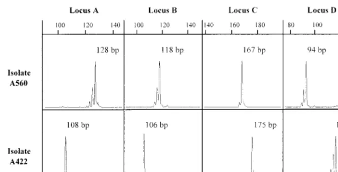 FIG. 1. GeneScan analysis of PCR proﬁles obtained with two independent isolates (isolates A560 and A422)