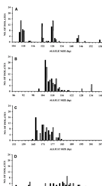 FIG. 2. Allele size distributions of A. fumigatus isolates at microsatellite loci A (A), B (B), C (C), and D (D) upon analysis of 50 environmental isolates (solid bars)and 52 clinical isolates including 2 reference strains (striped bars).