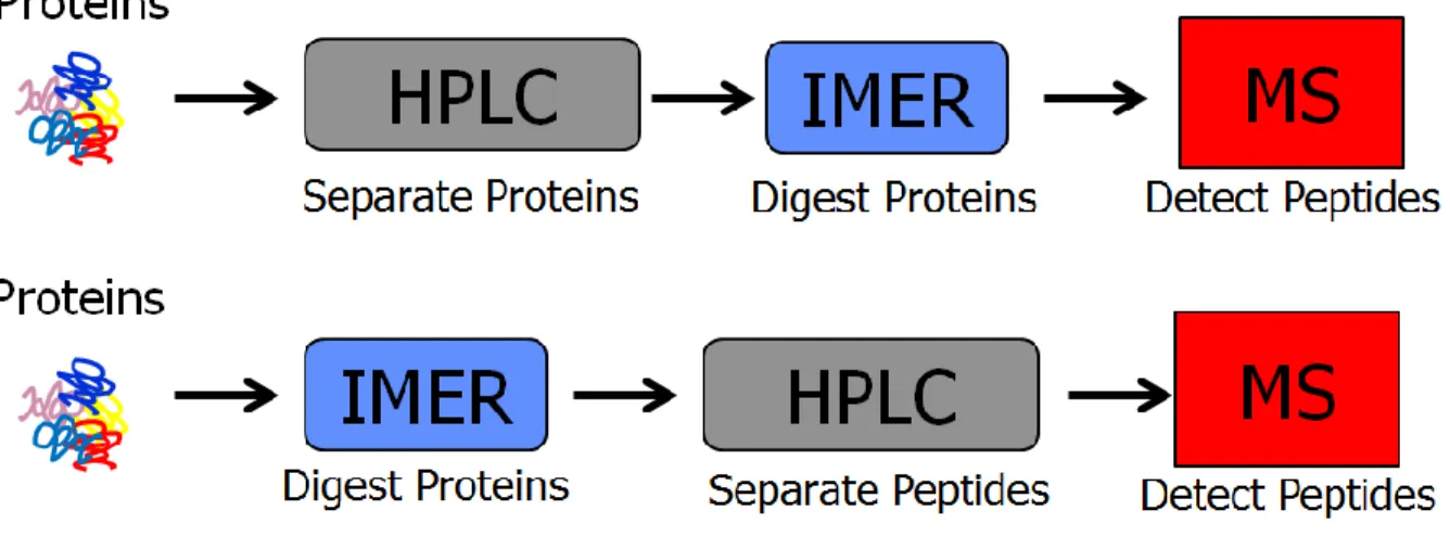 Figure 1.3  Common workflows implementing immobilized enzyme reactors (IMERs) placed  before or after the separation column