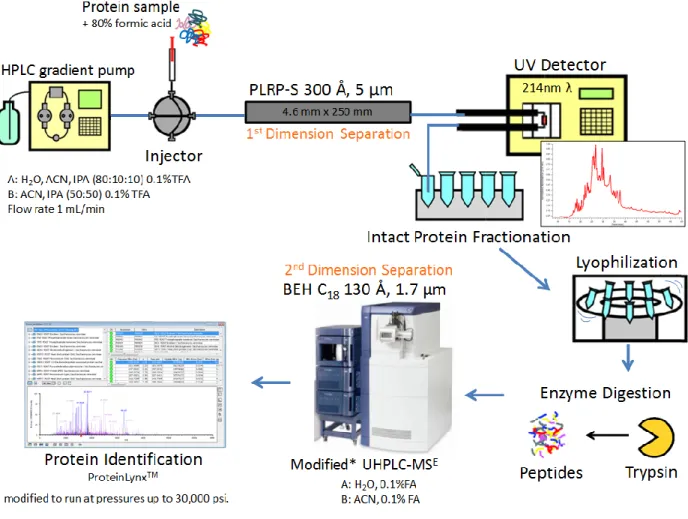 Figure 2.2  Off-line two dimensional prefractionation workflow for membrane protein  analysis