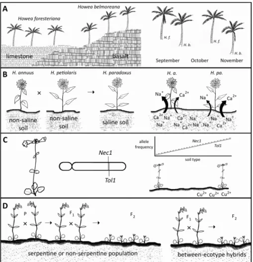 Fig.  1  Examples  of  edaphic  influence  on  speciation  and  reproductive  isolation