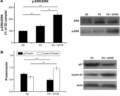 Figure 9 growth factor signaling after bFgF was encapsulated within the P2 hydrogel.Notes: Western blot analysis of erK, p-erK, p27, and cyclin D1 after 2 days of culture and quantitative analysis of the protein levels