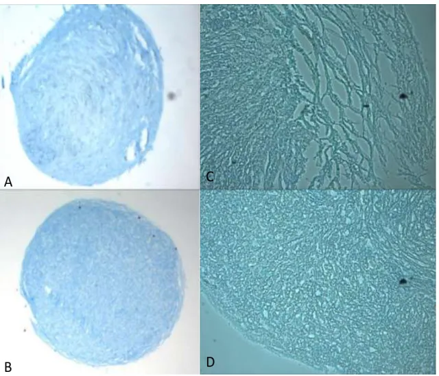 Figure 2. Alcian Blue staining of 8mM Ca 2+ pellet sections (A,C) and  control 1.8 mM Ca 2+  pellet sections (B,D)
