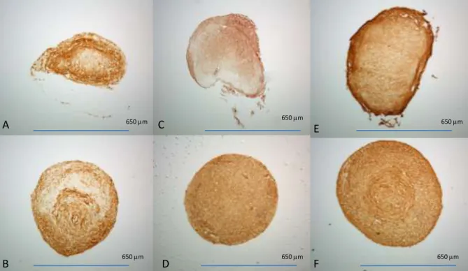 Figure 4. IHC of pellet sections for col I (A-8mM Ca 2+ , B-control), col II (C-8mM Ca 2+ , D- D-control), and col X (E-8mM Ca 2+ , F-control) 