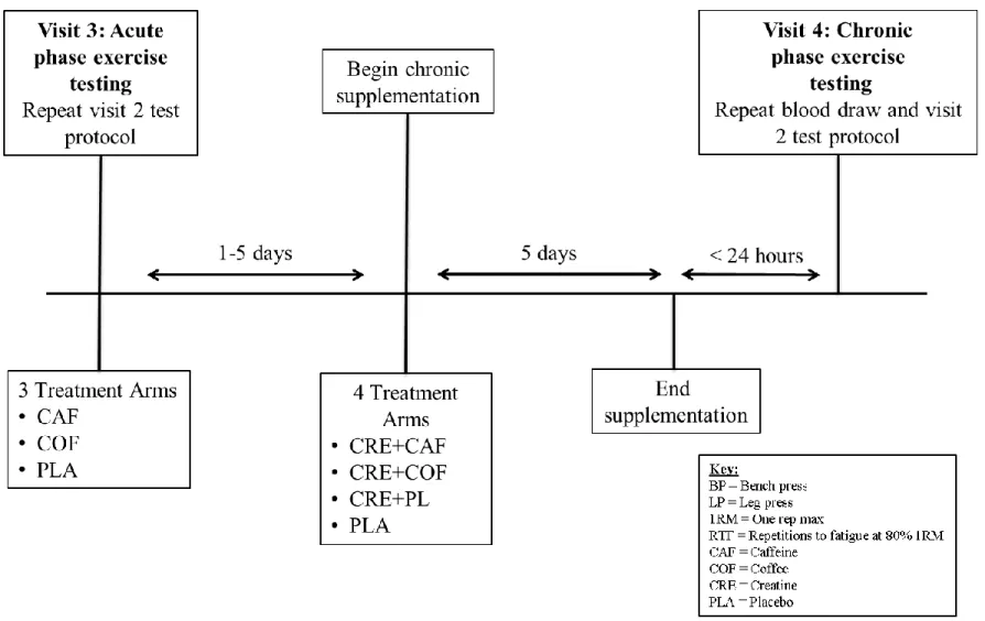 Figure 2: Experimental protocol schematic for the chronic phase of supplementation 
