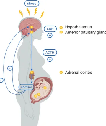 Figure 3.1 The Hypothalamic Pituitary Adrenal Axis 