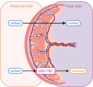 Figure 3.2 Placental HSD11B2  