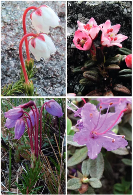 Figure  2.  Four  state-threatened  alpine  plants  documented  on  Katahdin  in  Baxter  State  Park,  Maine