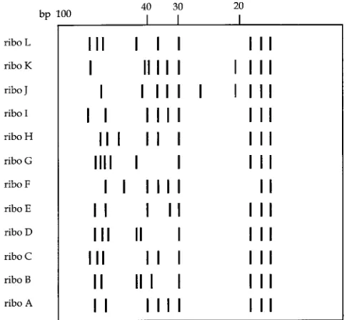 TABLE 3. Survey of origins and genotypes of S. schleiferi strains