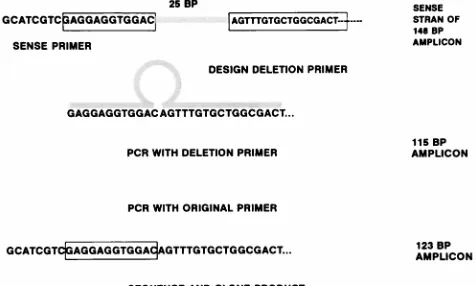 FIG. 1. Procedure used to construct IS. The top line depicts the locations ofthe sequences used to construct the IS