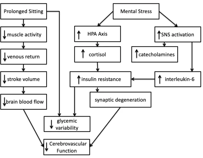 Figure 1: A theoretical view of the combined effect between prolonged sitting and mental stress  on cerebrovascular function