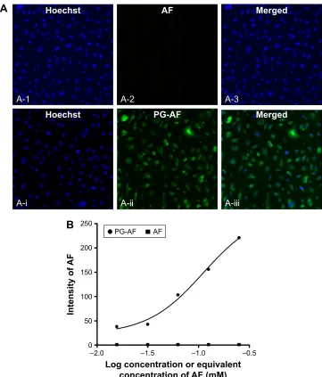 Figure 6 representative images showing (fluorescence (refers to nucleus stained with DAPI); A-2, A-ii depicts green fluorescence (represents AF compound); A-3, A-iii 3 depicts merged images of A-1 A) accumulation of Pg-aF (a-ii) but not free aF (a-2) in hU