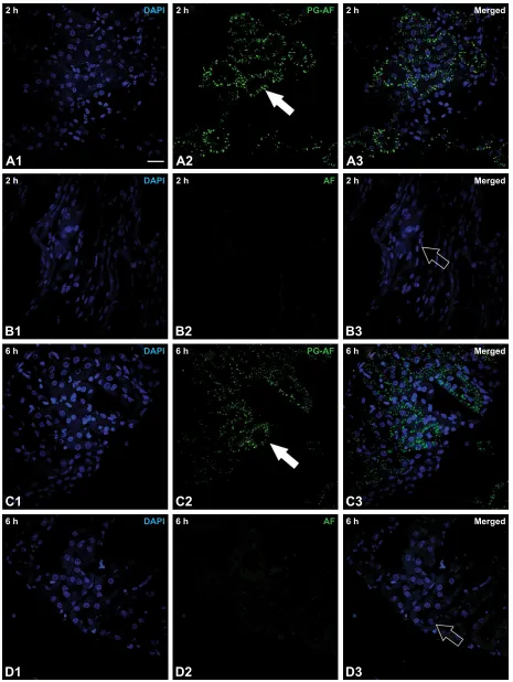 Figure 4 histology of normal rat renal tissues at (fluorescence (refers to nucleus stained with DAPI); 2 green fluorescence (represents AF compound); 3 depicts merged images of 1 and 2