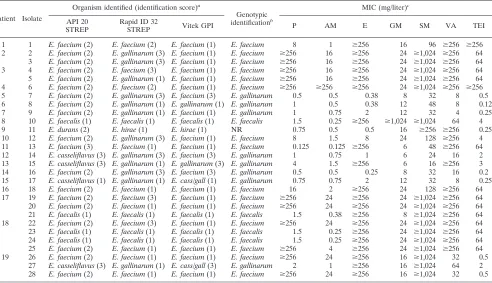 FIG. 1. PFGE restriction fragment patterns of SmaI-digested genomic DNA obtained from glycopeptide-resistant E