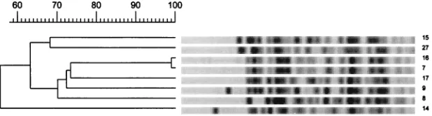 FIG. 2. PFGE restriction fragment patterns of SmaI-digested genomic DNA obtained from glycopeptide-resistant E