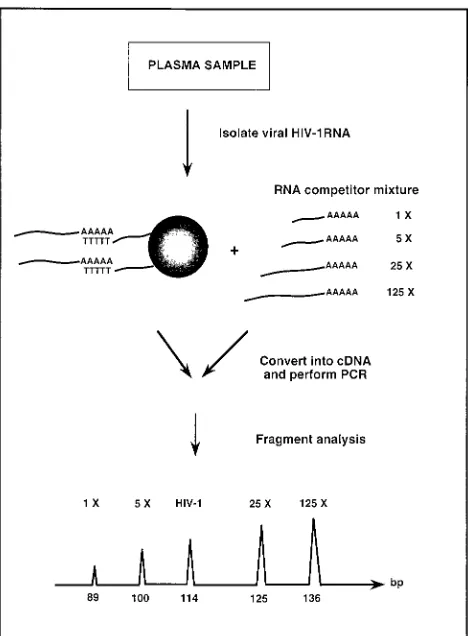 FIG. 1. Schematic illustration of the competitive approach for quantiﬁcationof HIV-1 RNA in plasma.