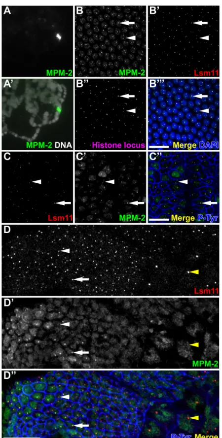 Figure 2.1: MPM-2 labels the histone locus body. (A and A’) Squashed polytene chromosomes from  CyO/+ third instar larva salivary glands were stained with MPM-2 (A; green in A’) and the DNA binding 