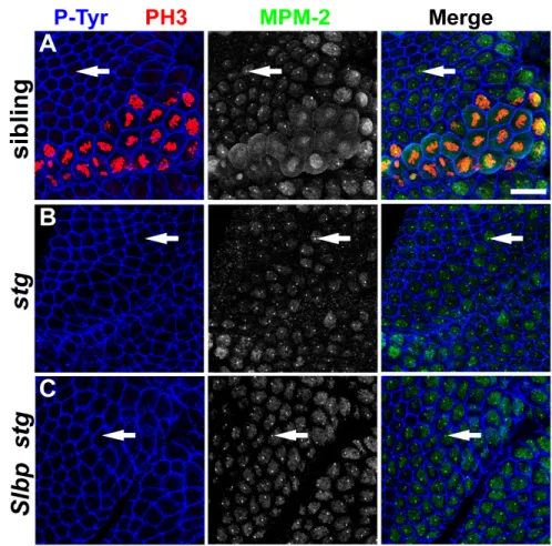 Figure 2.8: MPM-2 foci do not depend on string or Slbp. All embryos were stained with α-P-Tyr (blue)  α-PH3 (red), and MPM-2 (middle panels, green in merge)