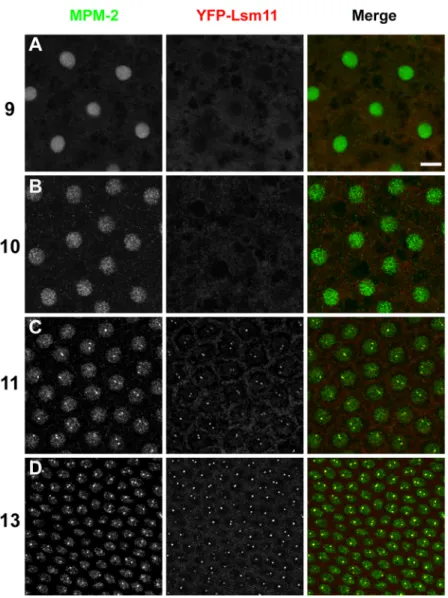 Figure 2.10: The histone locus body first forms and co-localizes with MPM-2 foci during nuclear  cycle 11