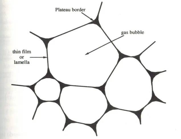 Figure 2: Diagram of the structure of foam bubbles proposed by Wilde and Clark  (1996)
