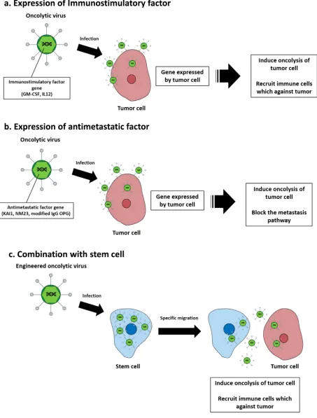 Figure 2: Oncolytic virotherapy strategies for metastatic cancer treatment. a. Immunostimulatory factors (GM-CSF, IL-12) that are expressed in infected tumor cells recruit immune cells that induce tumor cell apoptosis