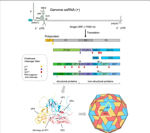Fig. 1 Schematic diagram of FMDV genome, processing of viral polypeptide and conformations of the structural proteins