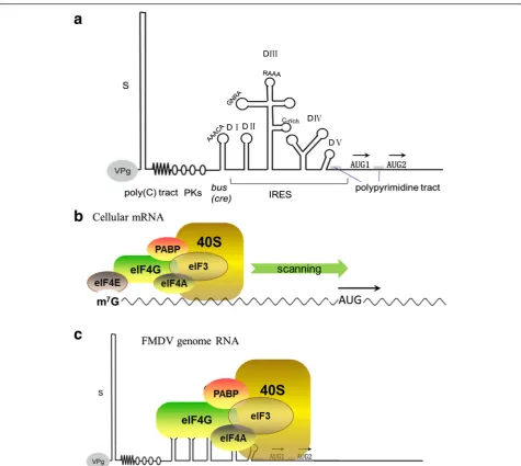 Fig. 3 FMDV 548S initiation complex on a capped cellular mRNA.FMDV IRES elements are indicated
