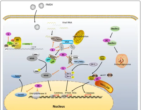 Fig. 4 Known functions of FMDV nonstructural proteins on cellular regulation. Purple circles: FMDV nonstructural proteins