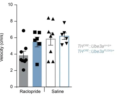Figure 3.1: Cell type-specific deletion of Ube3a in TH +  neurons may lead to  insensitivity to D2-antagonism