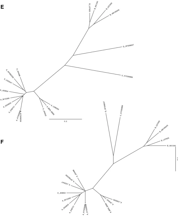Figure 7: Phylogenetic trees inferred from HIV-1 and HIV-2 genome alignments. To account for the  differences in nucleotide content and evolutionary rate in different parts of the HIV genome,  two trees  were inferred for each genome, one for the upstream 