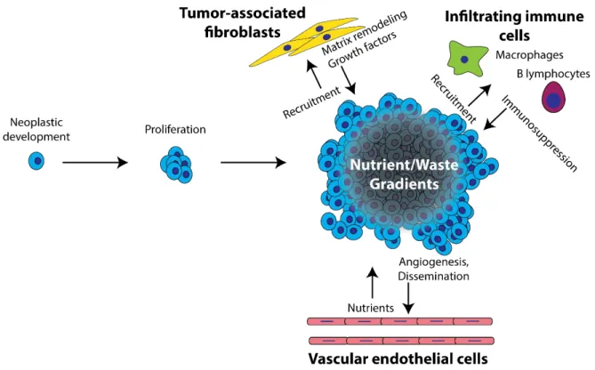 Fig 1.1 Diagram of the progression of cancer from initial development of a neoplastic cell to the  growth and evolution of a TME