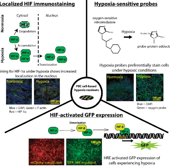Fig 1.5 Overview of cell-based assays designed to identify intracellular hypoxia in PBCs
