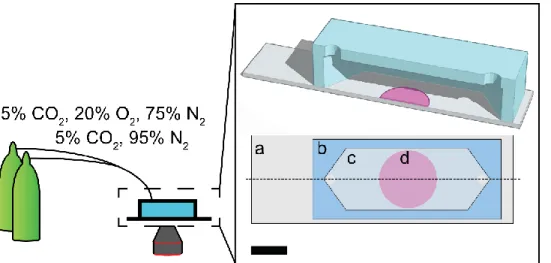 Figure 2.2 Schematic of the flow cell apparatus used to characterize the fluorescence intensity of  the oxygen sensors exposed to different concentrations of oxygen