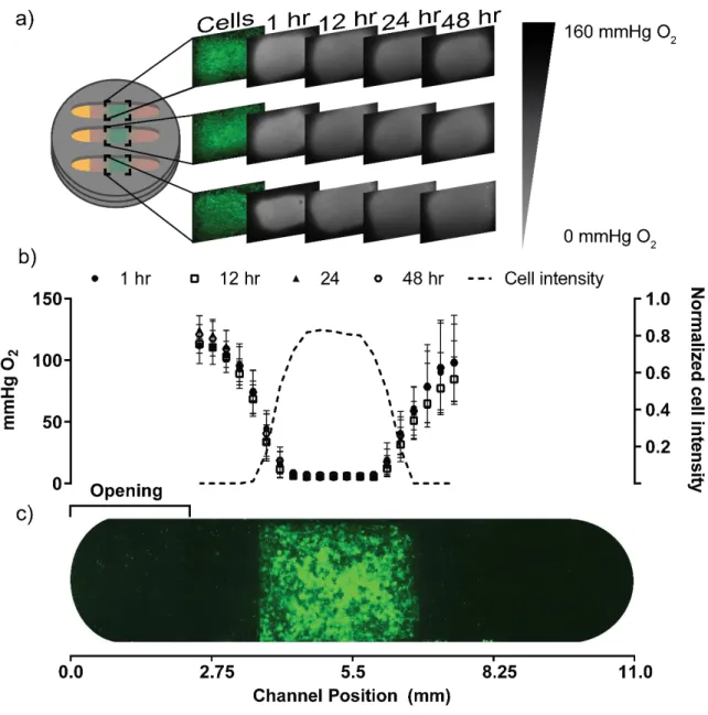 Figure 2.5 In situ oxygen quantification. a) Fluorescence images of the assembled holders,  detailed in Fig