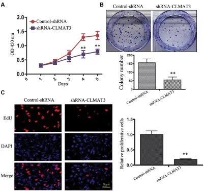 Figure 1: Relative lncRNA-CLMAT3 expression levels in CRC cell lines. Relative lncRNA-CLMAT3 mRNA expression in CRC cell lines (HT-29, SW480, SW620, HCT116, and LOVO) and the normal intestinal mucous cell line CCC-HIE-2