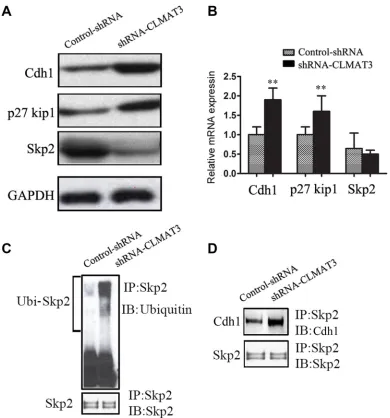Figure 4: lncRNA-CLMAT3 controlled the expression of master G0/G1 regulators, including Cdh1, CDKN1B (p27Kip1) and Skp2