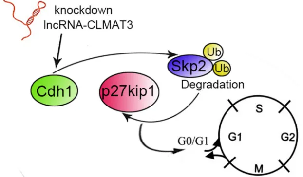 Figure 5: Schematic diagram of lncRNA-CLMAT3 regulation of Cdh1 expression. The effects of lncRNA-CLMAT3 promote p27Kip1 accumulation by accelerating Skp2 degradation, which subsequently results in cell cycle arrest at the G0/G1 phase.